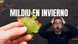 Why does downy mildew start in winter?
