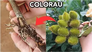 COMO FAZER MUDA DE COLORAU + RESULTADO
