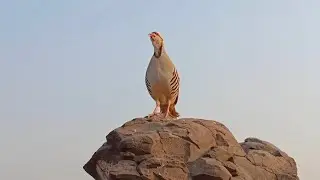 Female chakor voice | made chakor ki awaz | chakor ki awaz | birds sound