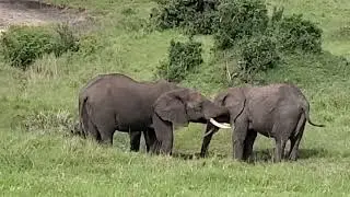 How do elephants drink water?