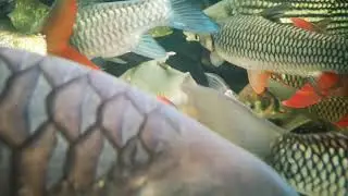 Tachysurus dumerili (Leiocassis longirostris)