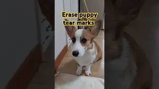 Erase puppy tear marks  #puppy #tear marks#Corgi강아지 눈물자국 없어 졌어요