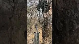 Leopard 🐆 Vs snake 🐍 #viral