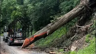 Tree Removal: Removing a Tree From The Hillside 