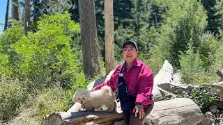 Hiking the Cathedral Rock in Mt Charleston/Las Vegas summer escape