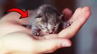 10 Smallest Cat Breeds in the World