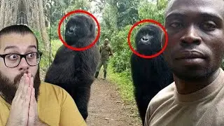Por que a foto desses GORILAS deixou a internet chocada?