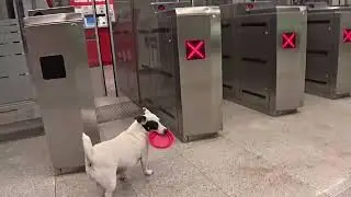 Dog Luna the Traveler