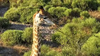 Giraffe Capture and GPS Tracking in Maputo National Park