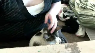 Kitty Comfort