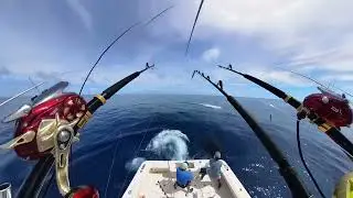 Bait and switch for Blue Marlin in Lanzarote