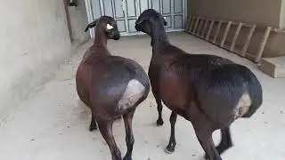 Gissar sheep&rsquo;s of UZBEKISTAN 🇺🇿. Элитные гиссарские овцы.