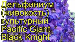 Дельфиниум культурный Pacific Giant Black Knight. Краткий обзор, описание характеристик