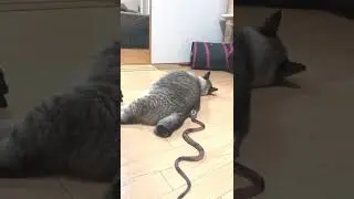 Surprise cat whit fake snake 🐍#pawzanimals#fakesnake#shorts.