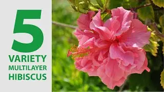 5 Variety Multilayer Hibiscus Flowers || Hibiscus Plant Varieties