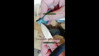 Stromsparende Schnelltrocknung einheimischer Edelh&ouml;lzer f&uuml;r Haarschmuck
