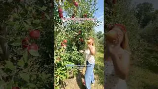 🍎Must Visit MO Orchard & Winery in Weston!🍷⭐️📍 #kansascityfun #midwestfun