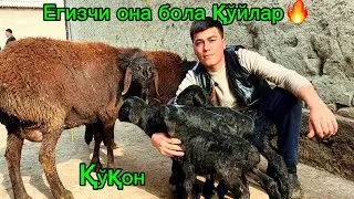 Енизакчи она бола қўйлар 6 ойлик қўчқорлар 3200 дан қўқон