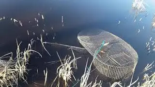 Savid : Pike fishing with a fish trap  in Finland