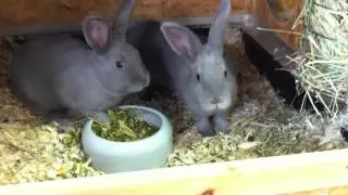 Marburger Zwerge.MOV