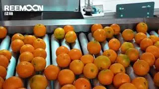 🍊 Reemoon Citrus Solution&mdash;&mdash;12 Lane Sorting Line for Premium Navel Oranges