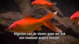 ARTIS-Aquarium: een tijdelijk afscheid