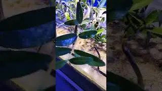 what a unique mangrove aquarium