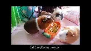 Cavy Diet: Fris&eacute;e