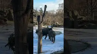 Prague Zoo elephants 
