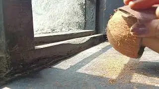 Tea cup making idea with coconut shell #coconutshellideas  #ideas #diy #creative 