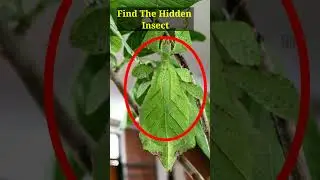 Can You Find The Amazing Camouflage insect In The Image | Find The Hidden Animal | #shorts
