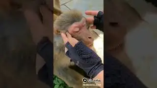 tired monkey gets a massage #tired #monkey #massage