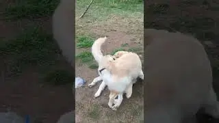 Sataşmak Blue&rsquo; nun işi