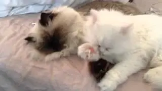 Yuki's paw fetish