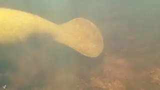 Manatee Tail Wagging