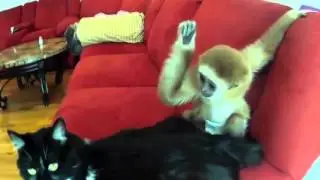 Monkey Vs Cat Fight | Animals Real Fight