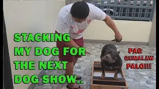 HOW I TRAIN MY BULLY DOG FOR THE DOG SHOW STACK TRAINING AMERICAN BULLY | DON RAIDER VLOG 309