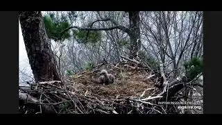 BRAVE BABY VS SQUIRREL!!🛡🐥⚔️🐿 TREMPEALEAU EAGLES~ NEST OF MRS T (& MR T) 4.28.25 explore.org