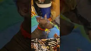 Tiny Ears, Big Emotions &ndash; Cintia&rsquo;s First Piano Sound 🎶💕 #puppy #cutepet #love #cutepuppy #animals