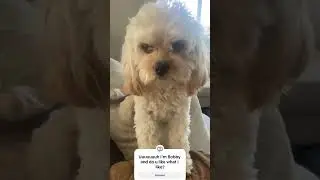 Funny dog interview 🤣🤣🤣