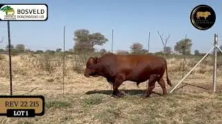 BOSVELD BONSMARAKLUB PRODUKSIEVEILING 13 Nov 2025, 11h Warmbad Veemark (Bela Bela).