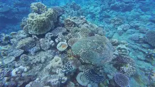 Turtle's tea-time in Rarotonga