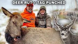 Rutting Mule Deer Bucks in the Late Season | An Unexpected Cow Tag Filled!