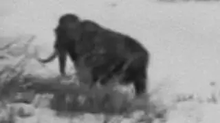 REAL Woolly MAMMOTH sighting Yakutsk city, Sakha Republic, Siberia 1943 - 2017