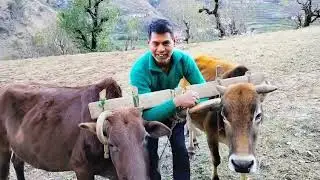 आज चिन्टू ने लगाया हल #everyone #videos