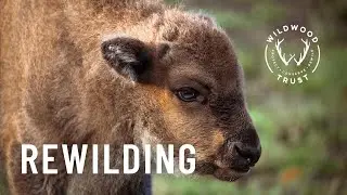 A little bit of hope - Wildwood Trust