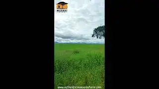 Maasai named Serengeti (endless) #africa #safari   A Journey from Land and Sky | Documentary