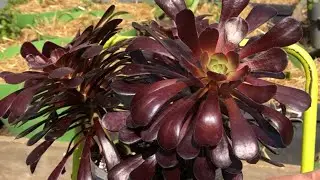 Boutures aeonium #2 arboreum #aeonium