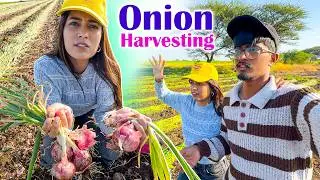 First Time Onion Harvest 🧅😲 | With Vaishnavi