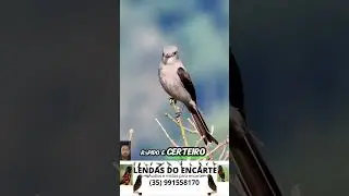 Tesoura cinzenta #lendasdoencarte #aves #passaros #birds #fauna #natureza #avesex&oacute;ticas #conserva&ccedil;&atilde;o